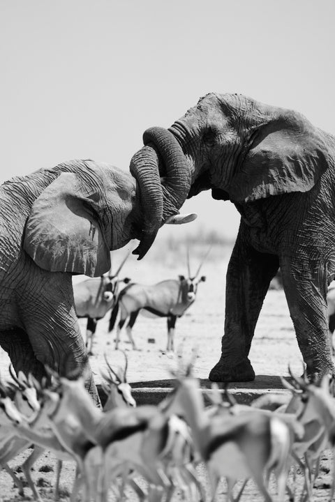 Kissing Elephants (small)