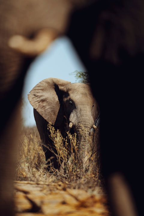 Elephant through Elephant